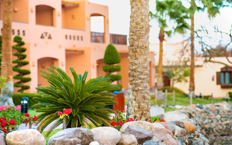 Small green palm tree surrounded with bright blooming flowers growing on grass covered lawn in tropic hotel yard.